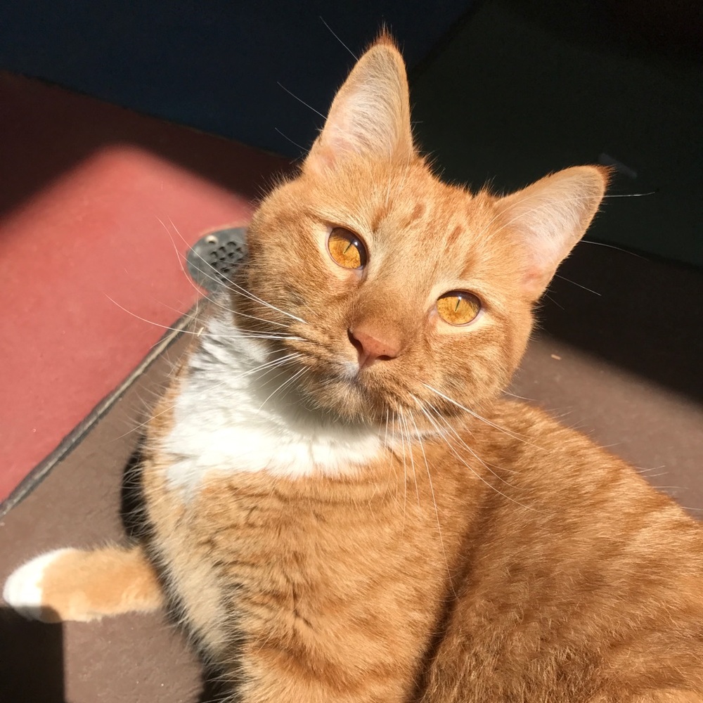 Meet your Posher, Daniela